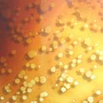 Altogen Oil Clean-up Remediation Services